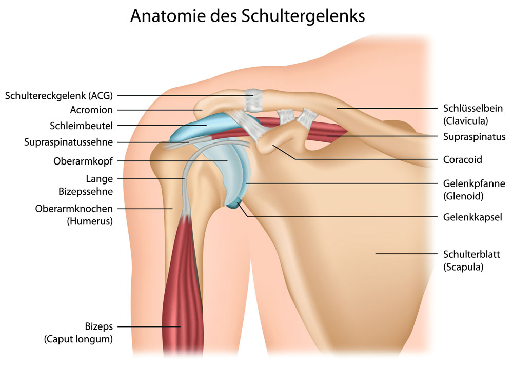 Grafik Anatomie des Schultergelenks